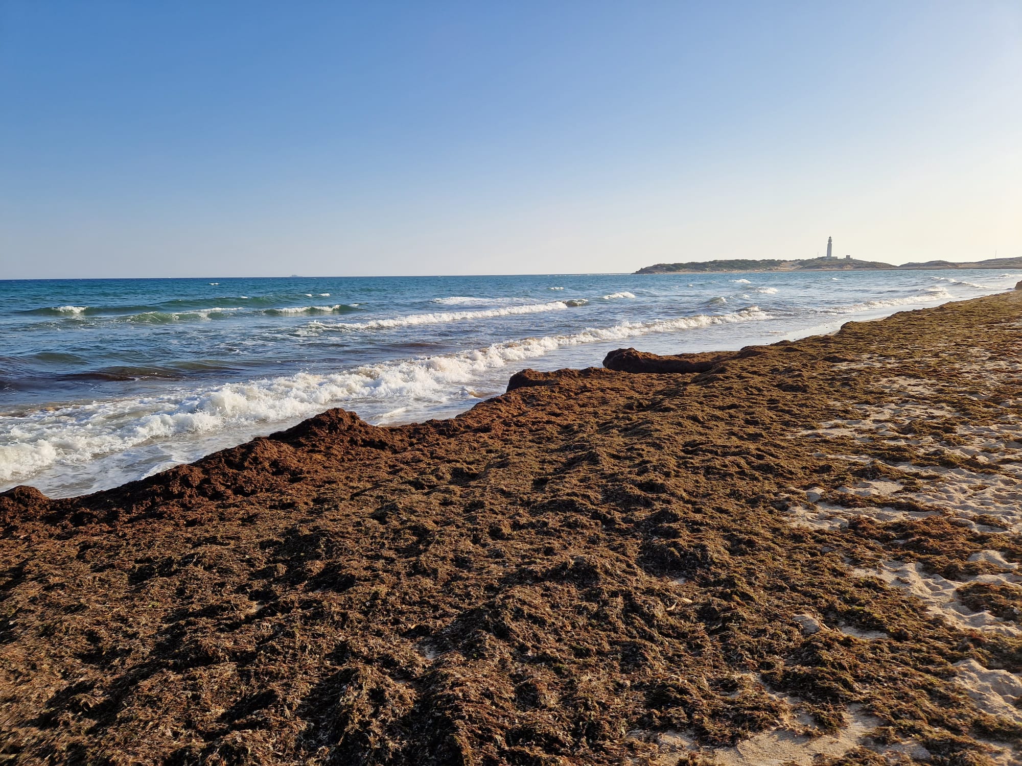 El PSOE exige la retirada del alga que cubre las playas y que se cree una Mesa con las administraciones  