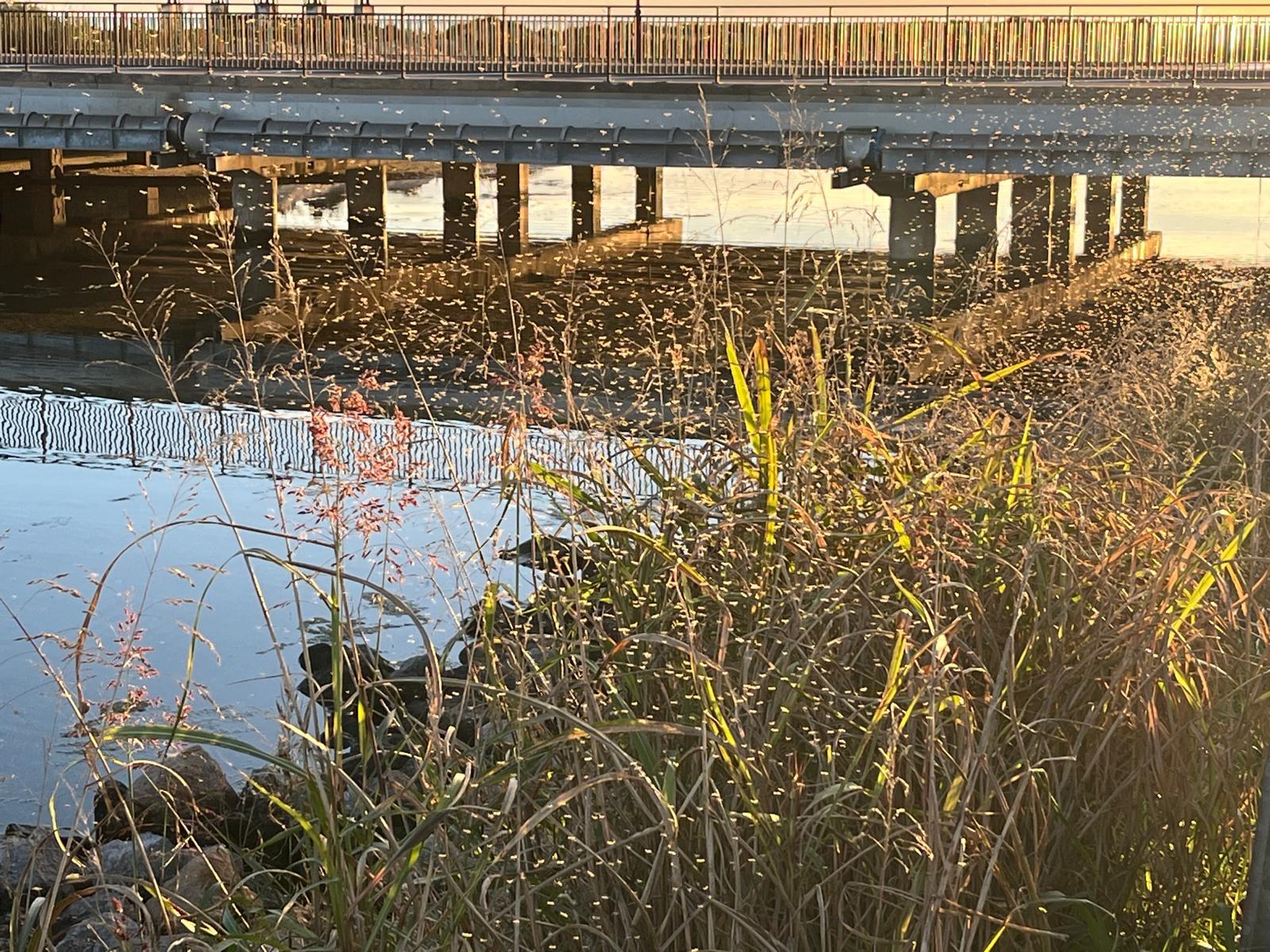 Els mosquits envaeixen la zona litoral de Castelló i deixen en evidència la mala planificació i prevenció de Begoña Carrasco