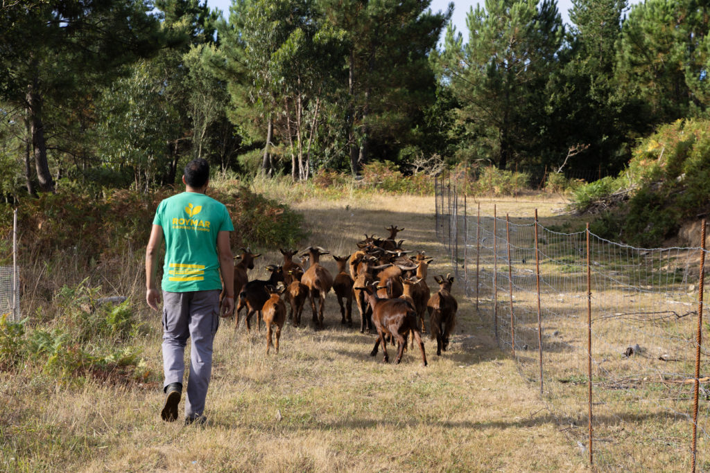 MOCIÓN PARA O APOIO E CONTINUIDADE DO PROXECTO DE XESTIÓN FORESTAL E AGROGANDEIRA SOSTIBLE DA PLATAFORMA POLA DEFENSA DO MONTE DE RIANXO
