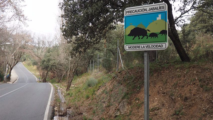 Los socialistas del Noroeste reclaman soluciones ante la alerta decretada por la Comunidad de Madrid por la proliferación de jabalíes