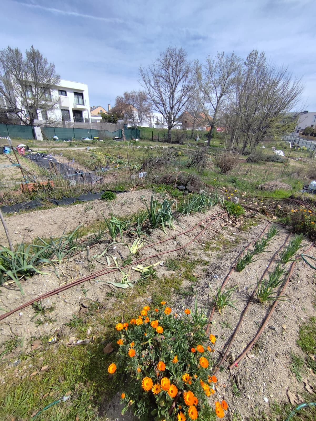 El PSOE acusa al PP de dejar en el aire los huertos urbanos de Torrelodones